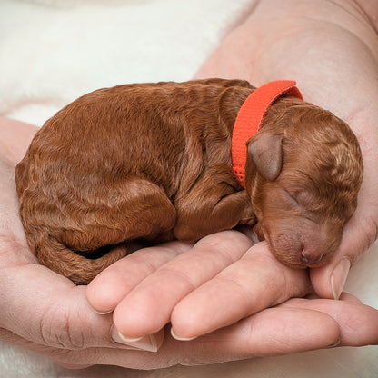 Mini F1bb Goldendoodle Red Collar Boy - RESERVED