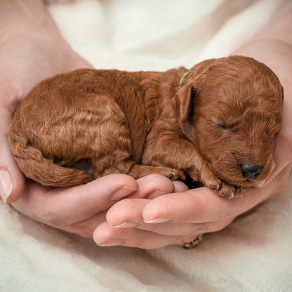 Mini F1bb Goldendoodle Green Collar Boy - RESERVED