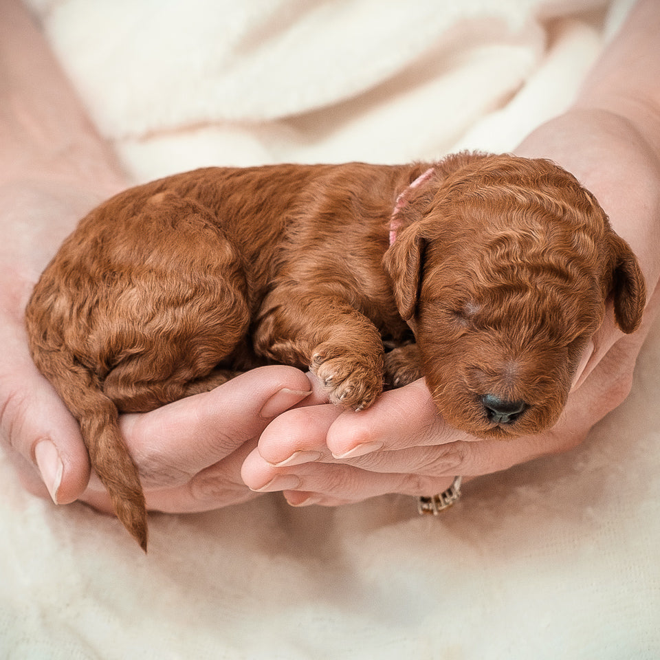 Mini F1bb Goldendoodle Red Collar Boy - RESERVED