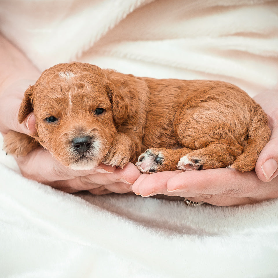 Micro Mini Goldendoodle Blue Collar Boy - RESERVED