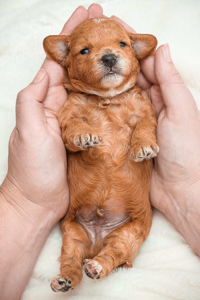 Micro Mini Goldendoodle Blue Collar Boy - RESERVED