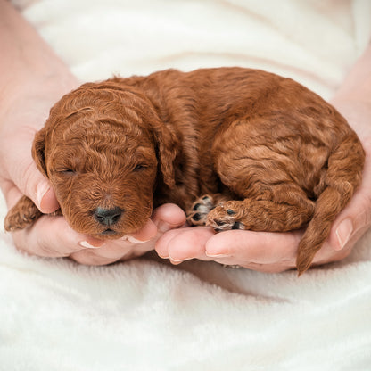 Mini F1bb Goldendoodle Red Collar Boy - RESERVED