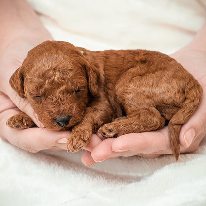 Mini F1bb Goldendoodle Green Collar Boy - RESERVED