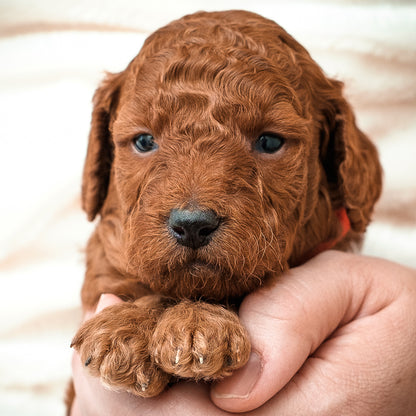 Mini F1bb Goldendoodle Red Collar Boy - RESERVED