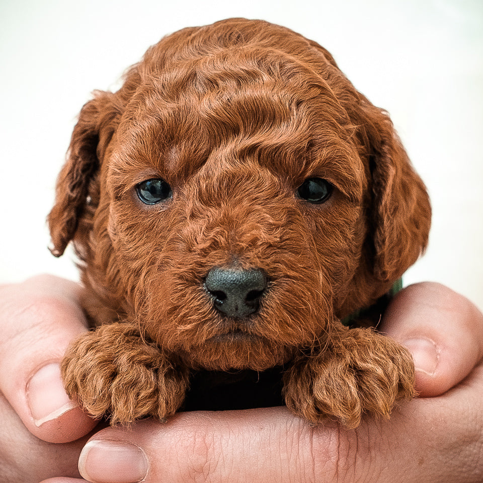 Mini F1bb Goldendoodle Green Collar Boy - RESERVED