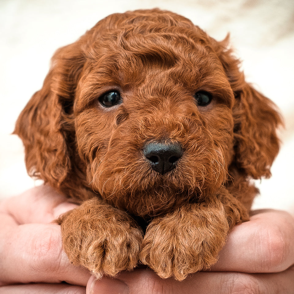 Mini F1bb Goldendoodle Red Collar Boy - RESERVED