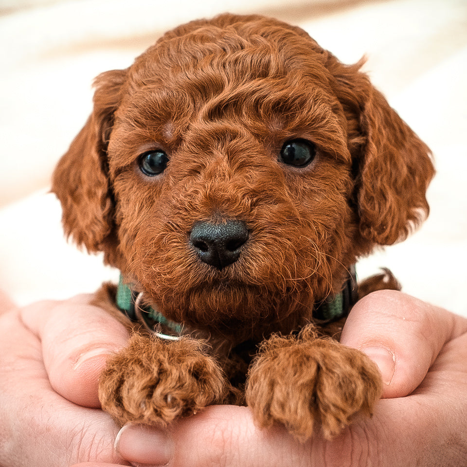 Mini F1bb Goldendoodle Green Collar Boy - RESERVED