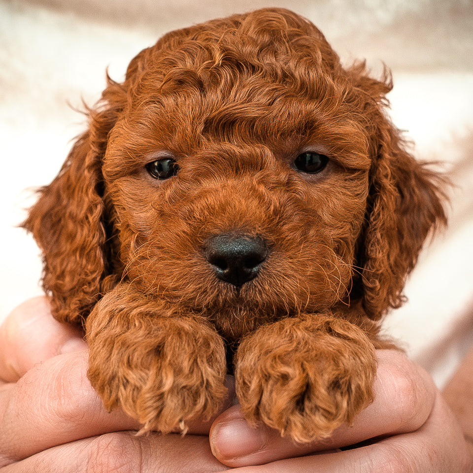 Mini F1bb Goldendoodle Red Collar Boy - RESERVED