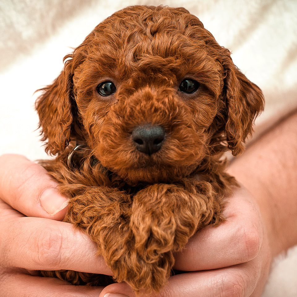 Mini F1bb Goldendoodle Green Collar Boy - RESERVED