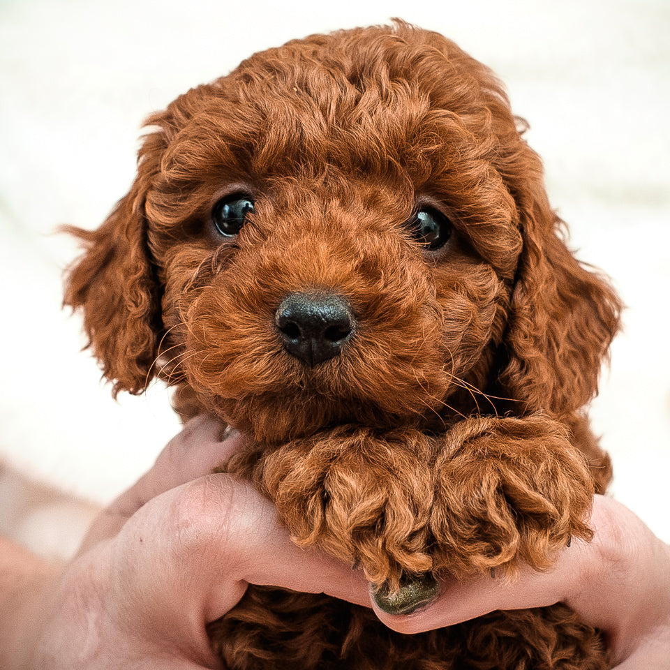 Mini F1bb Goldendoodle Green Collar Boy - RESERVED