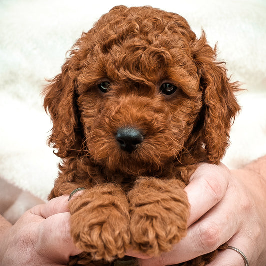 Mini F1bb Goldendoodle Red Collar Boy - RESERVED