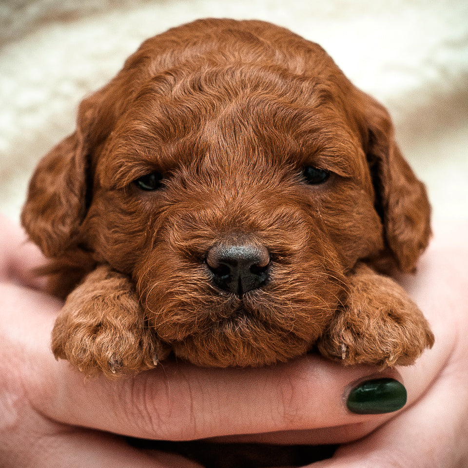 Yellow Collar Girl - RESERVED FOR Ashely!