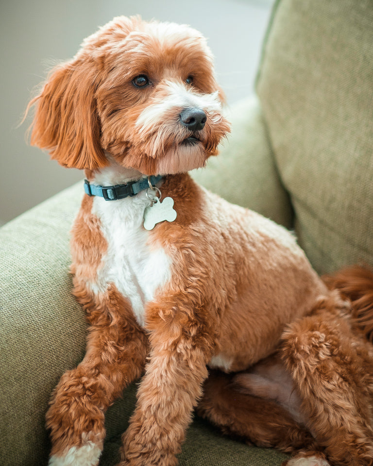Mini Multigen Goldendoodle - Red Collar Boy - AVAILABLE
