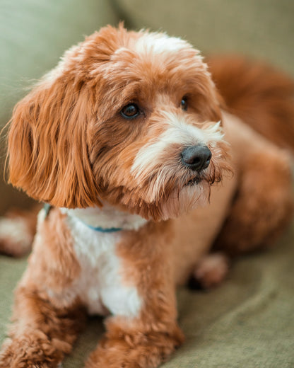 Mini Multigen Goldendoodle - Purple Collar Girl - AVAILABLE