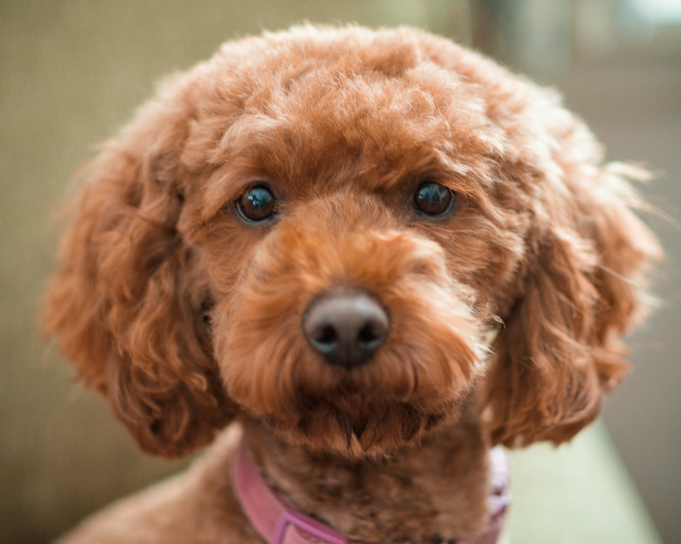 Mini Multigen Goldendoodle - Purple Collar Girl - AVAILABLE
