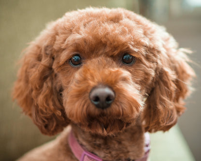 Mini Multigen Goldendoodle - Purple Collar Girl - AVAILABLE