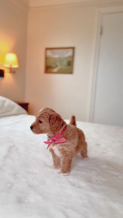 Pink Collar Girl - RESERVED