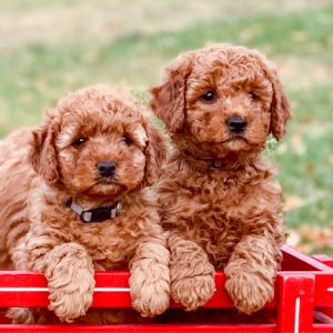 Final Payment - Mini Red Goldendoodle